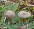 Clitocybe_collina_bp3681