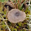 Clitocybe_collina_bp3686