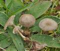 Clitocybe_collina_bp3690