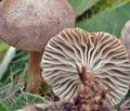 Clitocybe_collina_bp3701