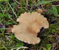 Clitocybe_costata_bv1999