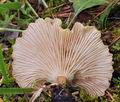 Clitocybe_costata_bv2009