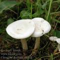 Clitocybe_dealbata_ai8353