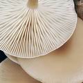 Clitocybe_decembris_bm6034