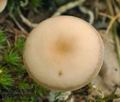 Clitocybe_diatreta_bs9073