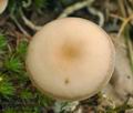 Clitocybe_diatreta_bs9073