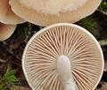 Clitocybe_diatreta_bs9075