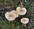 Clitocybe_diatreta_bt1258