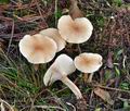 Clitocybe_diatreta_bt1264