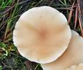 Clitocybe_diatreta_bt1266