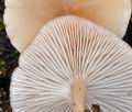 Clitocybe_diatreta_bt1270