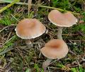 Clitocybe_diatreta_cg2039s