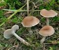 Clitocybe_diatreta_cg2059s