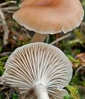 Clitocybe_diatreta_cg2074s