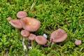 Clitocybe_diatreta_cz8222
