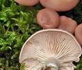 Clitocybe_diatreta_cz8229