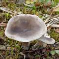 Clitocybe_ditopa_am1086