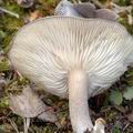 Clitocybe_ditopa_am1093