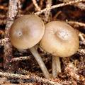 Clitocybe ditopa bi0765