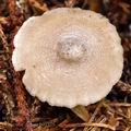 Clitocybe ditopa bi0775