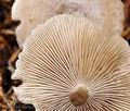 Clitocybe ditopa bi0780