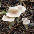 Clitocybe_fragrans_am1006