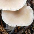 Clitocybe_fragrans_am1011