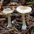 Clitocybe_fragrans_am1014