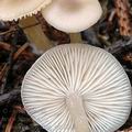 Clitocybe_fragrans_am1018