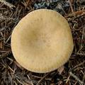 Clitocybe_gilva_bp1001