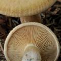 Clitocybe_gilva_bp1004