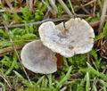 Clitocybe_herbarum_am2987