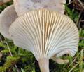 Clitocybe_herbarum_am2992