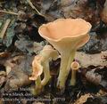 Clitocybe_infundibuliformis_ab7710