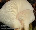 Clitocybe_infundibuliformis_ab7718