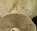 Clitocybe_inornata_bv1809