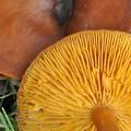 Clitocybe_inversa_bm7105