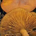 Clitocybe_inversa_bm7110