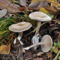 Clitocybe_metachroa_bm8627