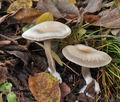 Clitocybe_metachroa_bm8633