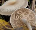 Clitocybe_metachroa_bm8638