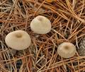 Clitocybe_metachroa_bm8811