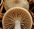 Clitocybe_metachroa_bm8818