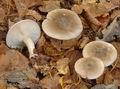 Clitocybe_nebularis_a7610