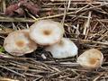 Clitocybe_nitrophila_bm8485