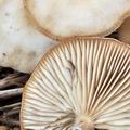 Clitocybe_nitrophila_bm8492