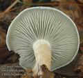 Clitocybe_odora_ac7692