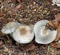 Clitocybe_odora_af9020