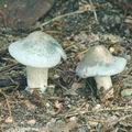 Clitocybe_odora_af9033