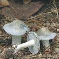 Clitocybe_odora_af9040